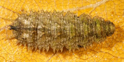 Réf. 316 156 : Dasysyrphus sp.